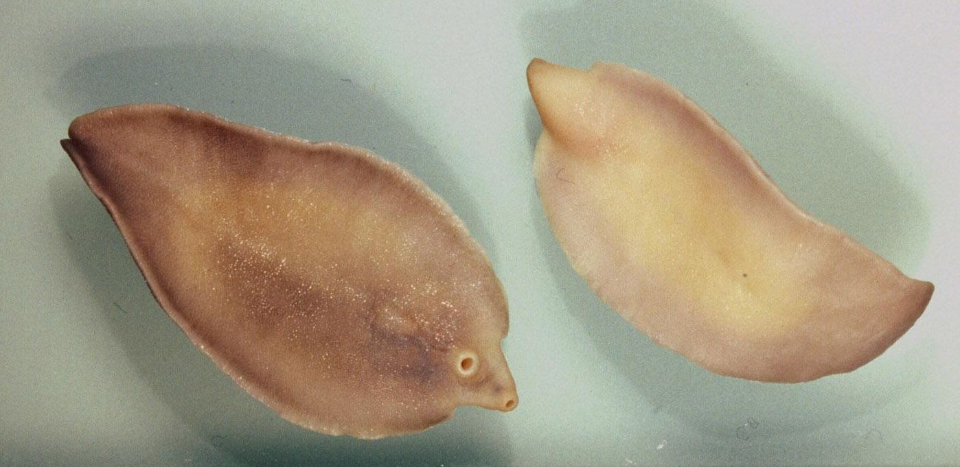 feciolla pianta