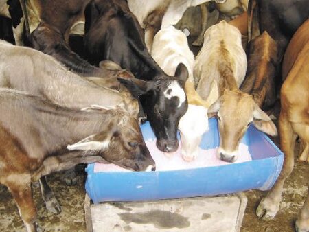 Importancia de los minerales en el ganado lechero